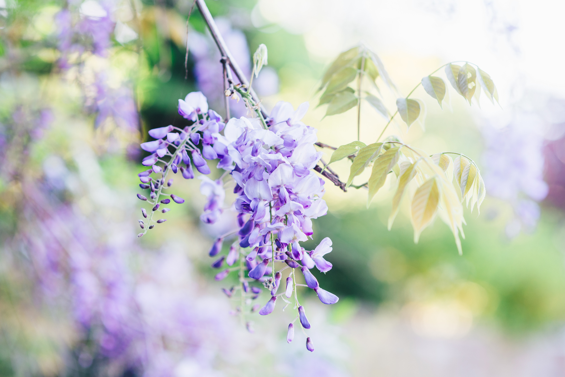 Wisteria Flowers on Bloom